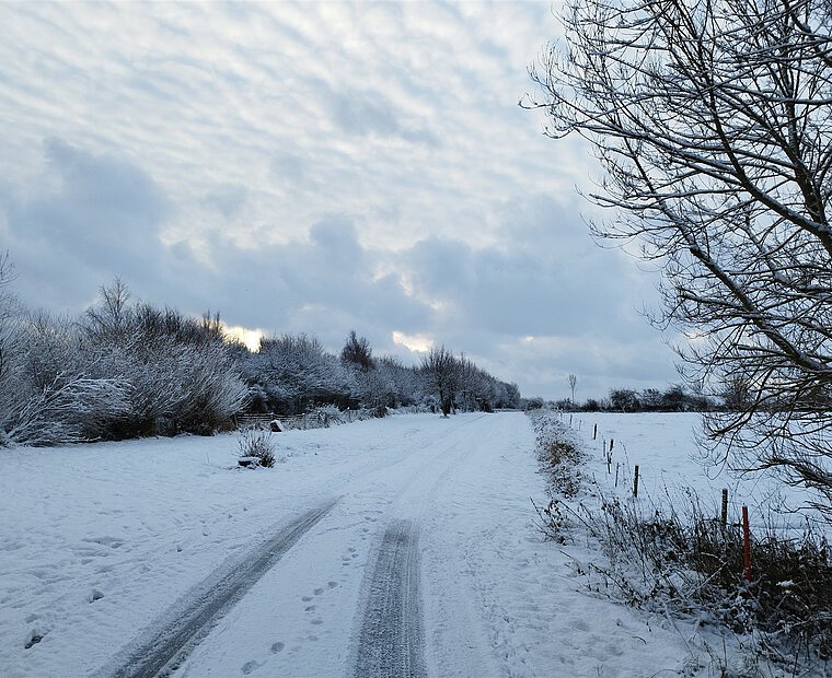 Verschneiter Weg zwischen Bäumen und Feldern in Goldhöft