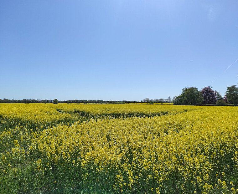 Blühendes Rapsfeld unter blauem Himmel