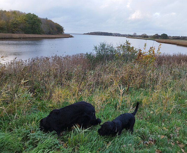 Geltinger Noor im Herbst