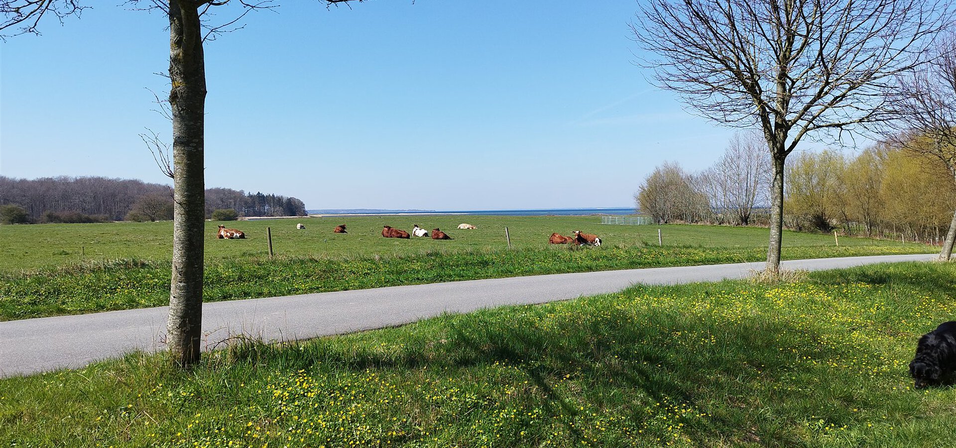 Weide mit Rindern und Blick auf die Ostsee