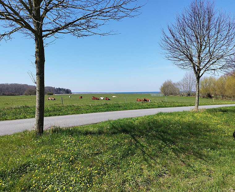 Weide mit Rindern und Blick auf die Ostsee