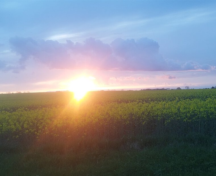 Sonnenuntergang über dem Rapsfeld bei Goldhöft