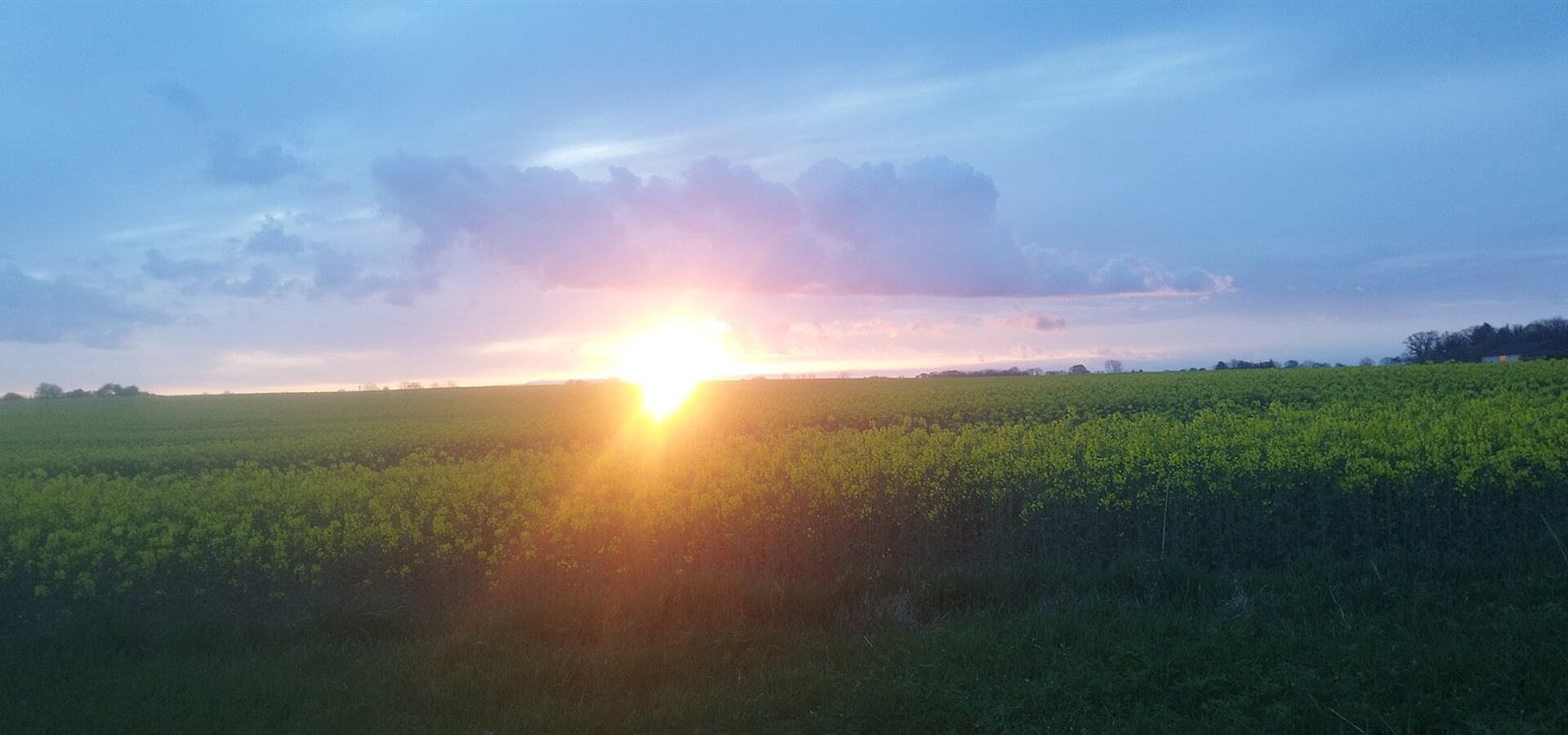 Sonnenuntergang über dem Rapsfeld bei Goldhöft